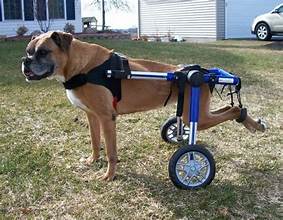 Top 10 Best Dog Wheelchairs In 2023 