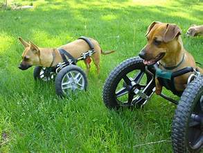 Best Dog Wheelchairs In 2023 
