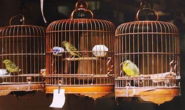 Best Bird Cages In 2023