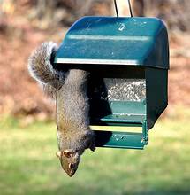 7 Best Squirrel Proof Bird Feeders 