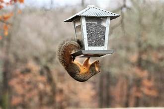 7 Best Squirrel Proof Bird Feeders 