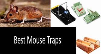 Best Mouse Traps