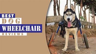 Best Dog Wheelchairs