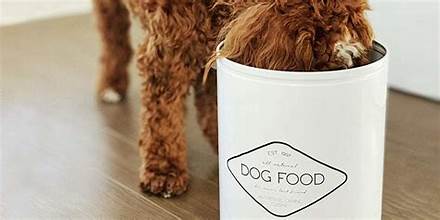 Best Dog Food Containers