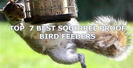 Best Squirrel Proof Bird Feeders
